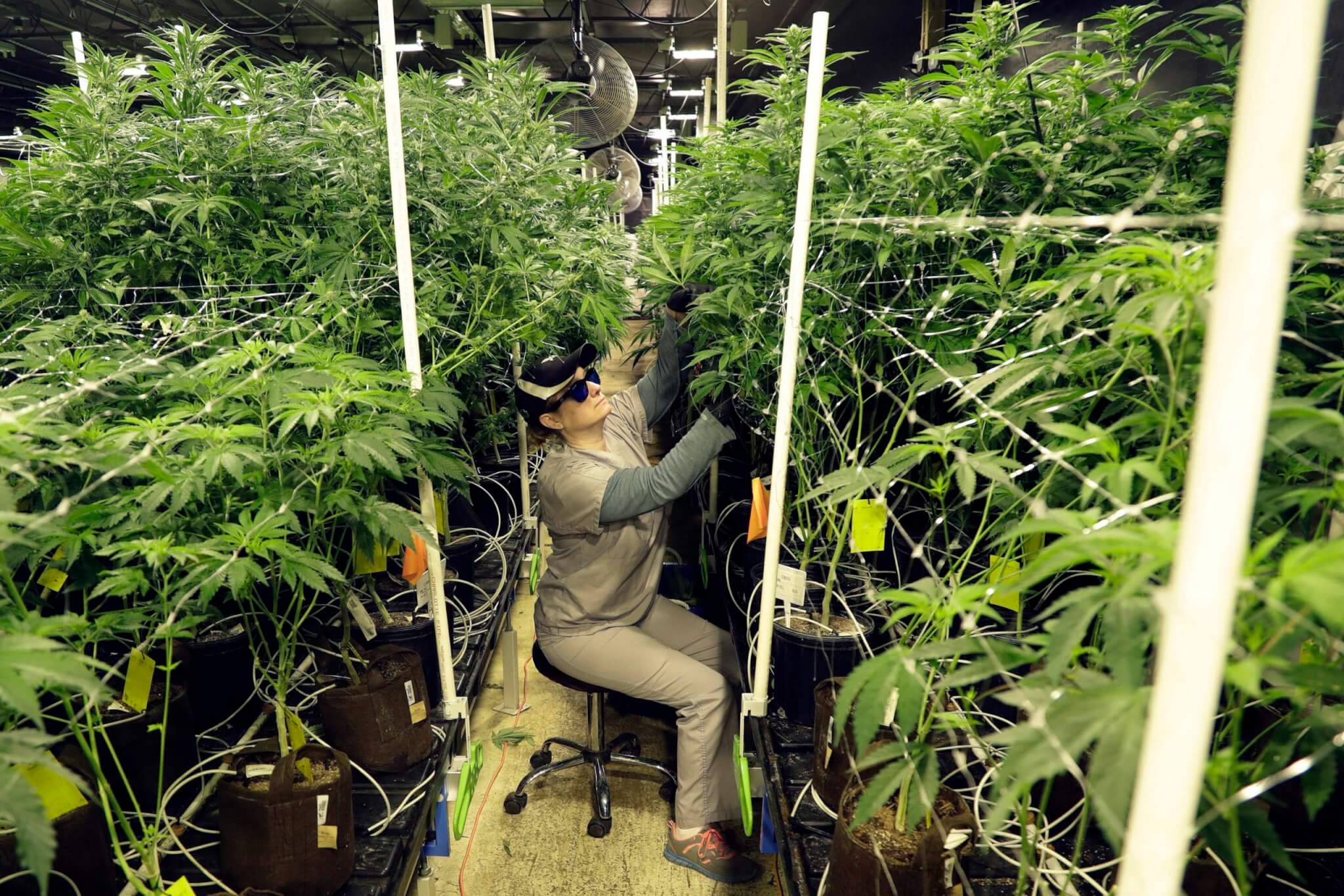Legal Weed is Coming. Some Arizona Counties Are Still Hazy on How They’ll Get It Rolled Out. Legal Weed is Coming. Some Arizona Counties Are Still Hazy on How They’ll Get It Rolled Out.