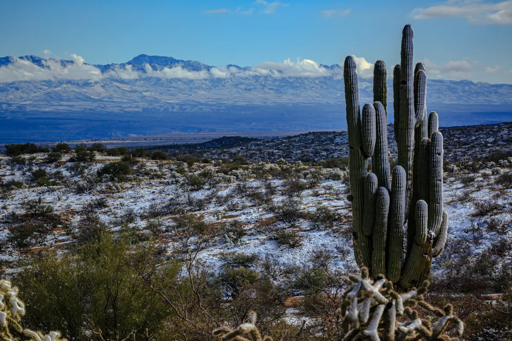 Windblown snow coats the windward side of a saguaro over looking the San Pedro River Valley