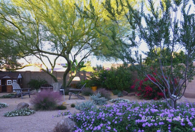 Meet Noelle Johnson, aka the Arizona Plant Lady