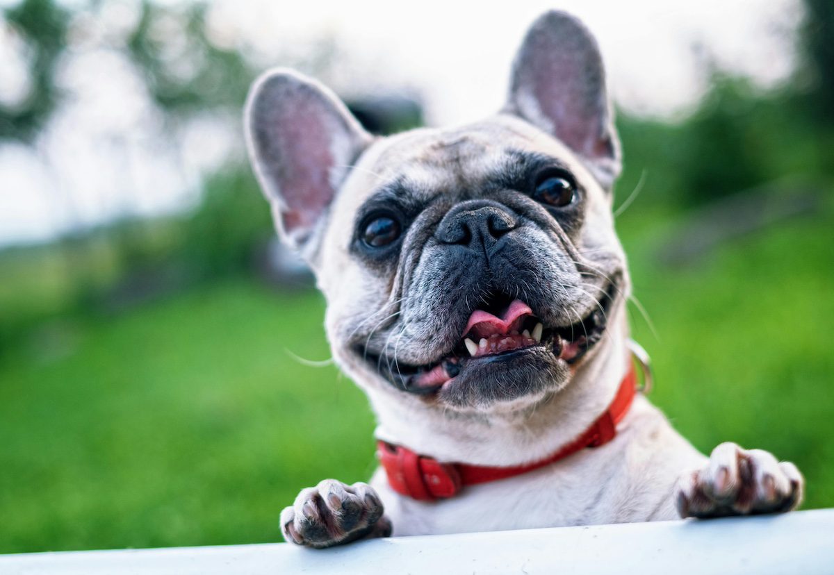 These are the most common dog names in Arizona