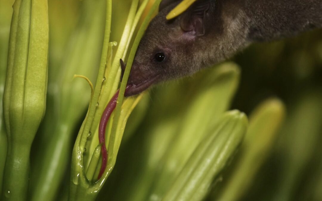 Arizona has added an endangered bat to the list of night-flying creatures that frequent the state