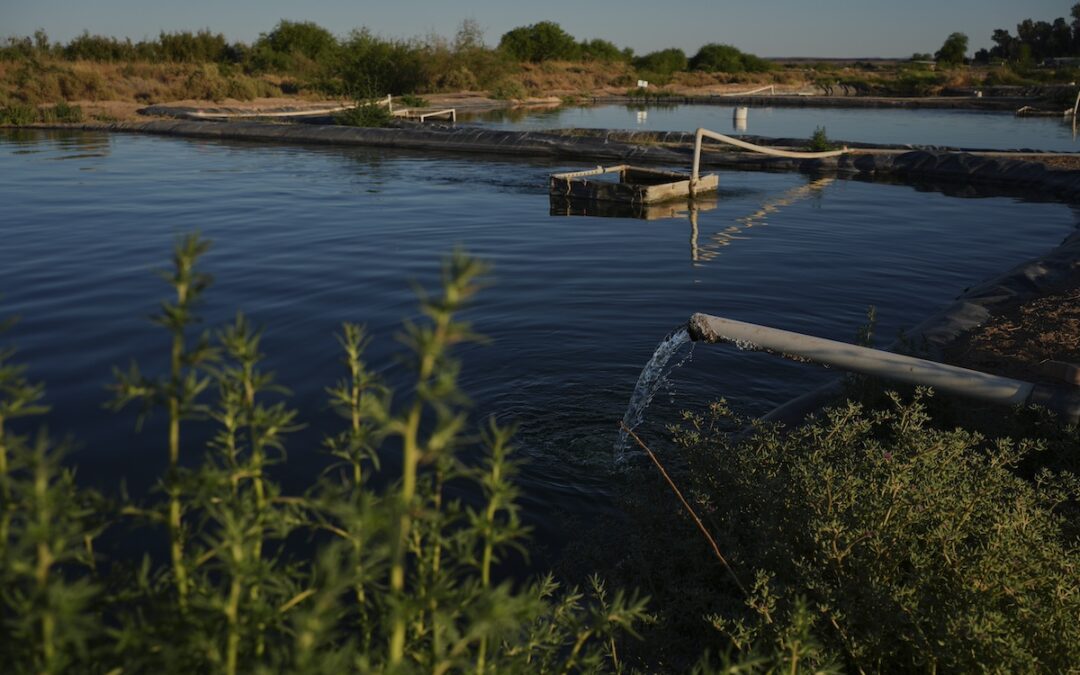 In the Arizona desert, a farm raising fish raises questions about water use